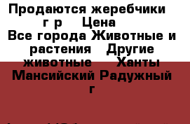 Продаются жеребчики 14,15 16 г.р  › Цена ­ 177 000 - Все города Животные и растения » Другие животные   . Ханты-Мансийский,Радужный г.
